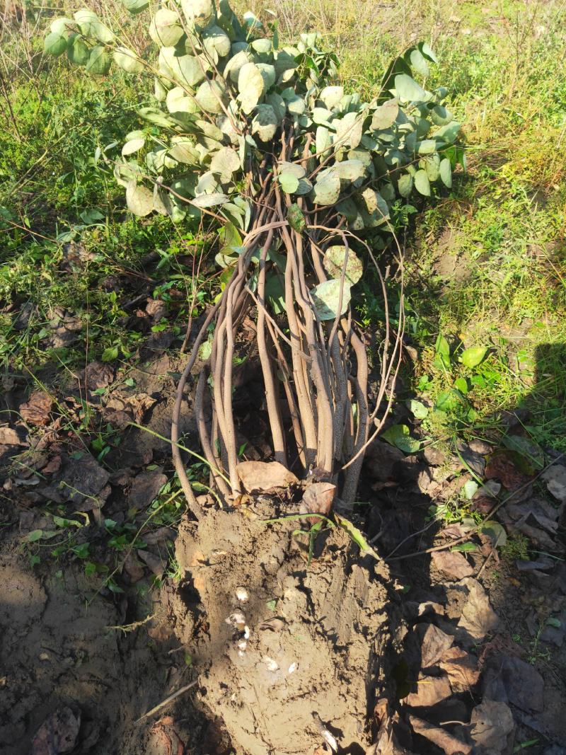 丛生大紫荆货好价优现挖现装基地直发各规格齐全