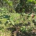 丛生大紫荆货好价优现挖现装基地直发各规格齐全