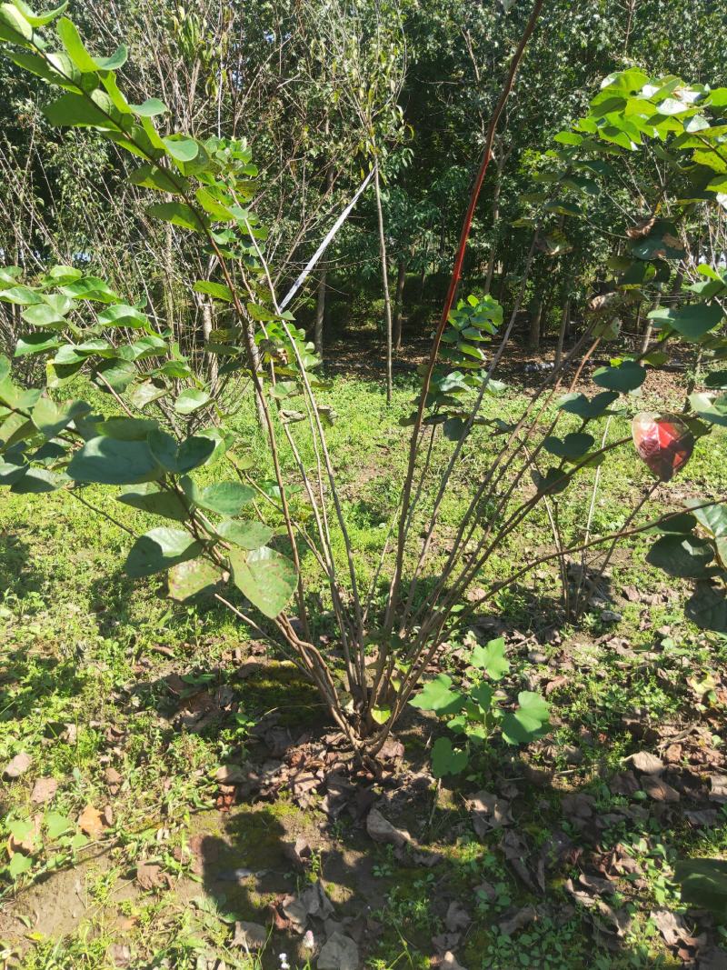 丛生大紫荆货好价优现挖现装基地直发各规格齐全