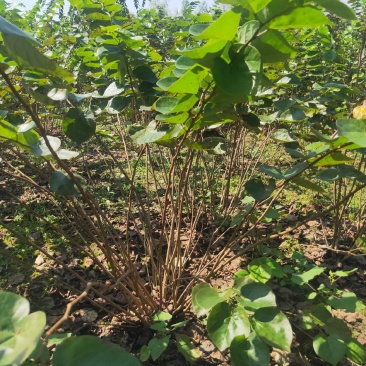 丛生大紫荆货好价优现挖现装基地直发各规格齐全