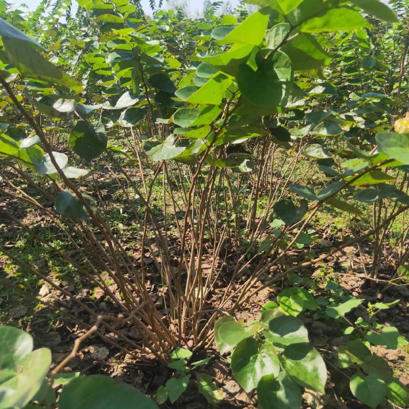 丛生大紫荆货好价优现挖现装基地直发各规格齐全