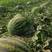 金典甜王西瓜种子，早熟，品种好糖度可达到14，耐储耐运！