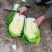 白菜黄心大白菜，适合超市电商平台，市场，食堂