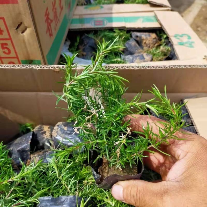 青州丛生福禄考花海用丛生福禄考丛生福禄考供应商