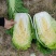 白菜黄心大白菜，适合超市电商平台，市场，食堂