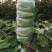 白菜黄心大白菜，适合超市电商平台，市场，食堂