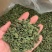 【批发价】桑叶茶可定制礼盒可接电商量大优惠长期供应