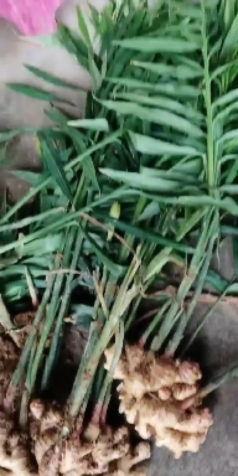 云南建水小黄姜生姜大量上市，一手货源，需要的请来电咨询