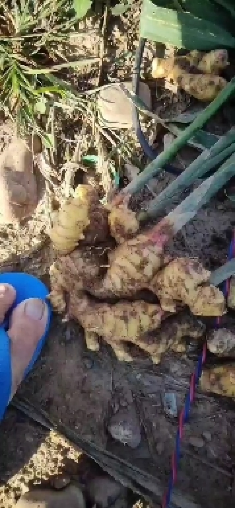 云南建水小黄姜生姜大量上市，一手货源，需要的请来电咨询