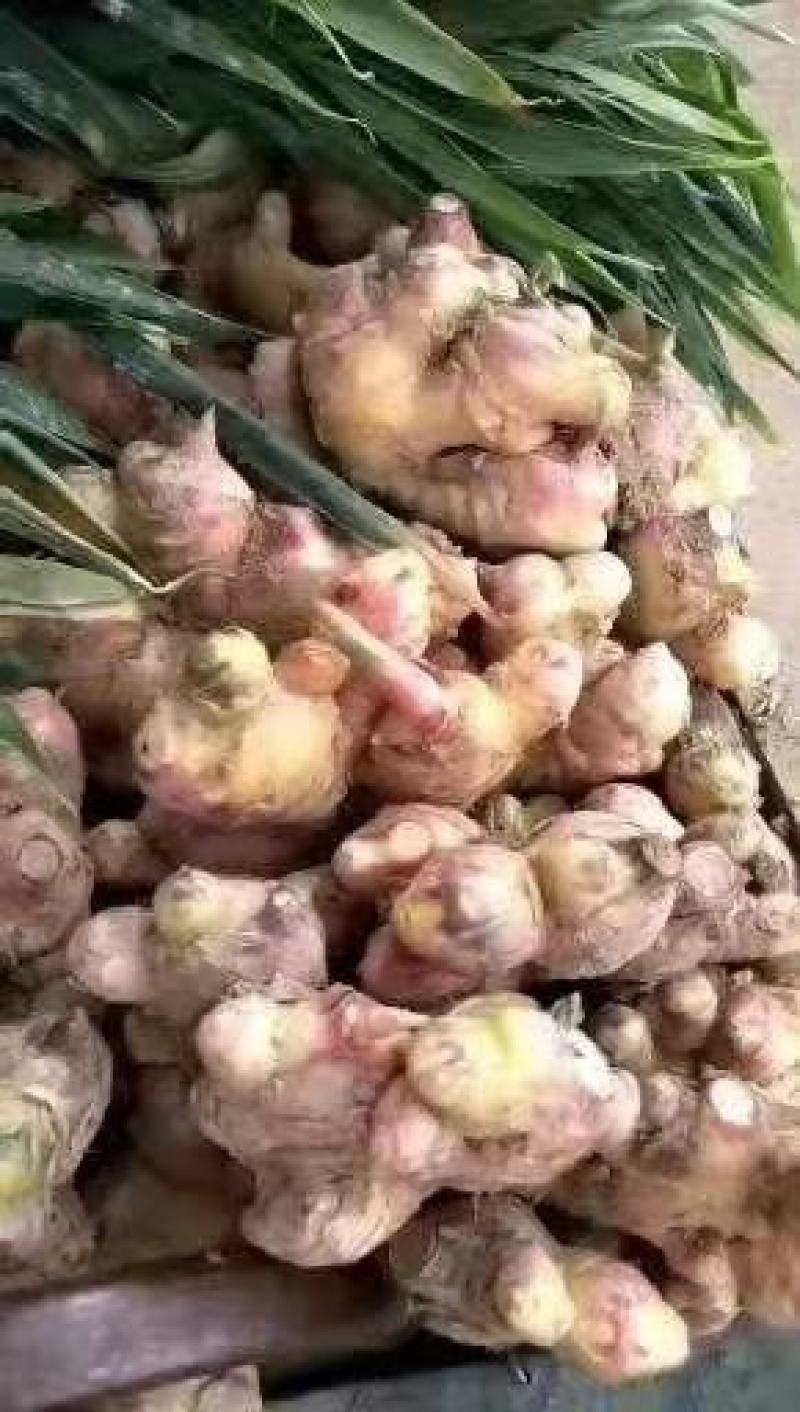 云南建水小黄姜生姜大量上市，一手货源，需要的请来电咨询