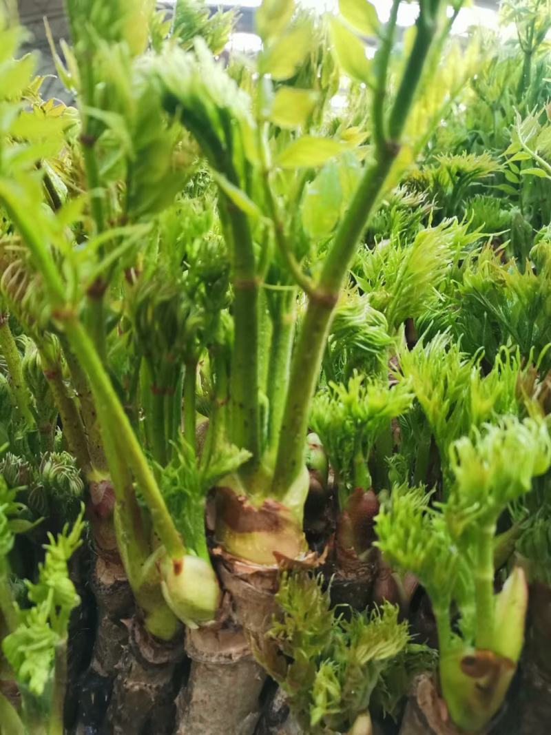 反季节刺嫩芽