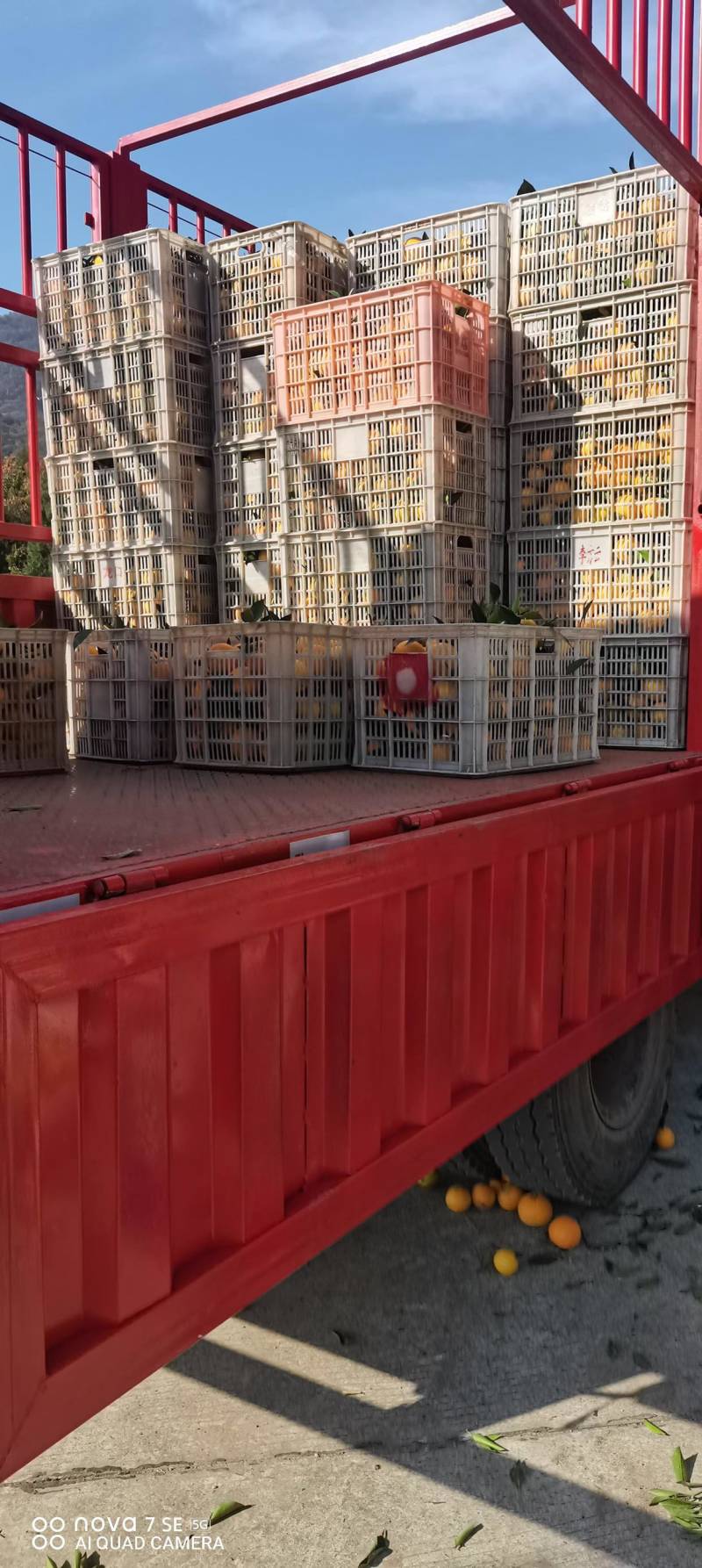 长虹脐橙秭归长虹，果形椭圆色泽艳丽，橙香浓郁，现摘现发