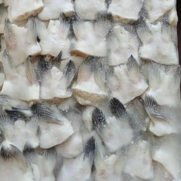 板冻鮰鱼翅质量好价格不贵，欢迎订购