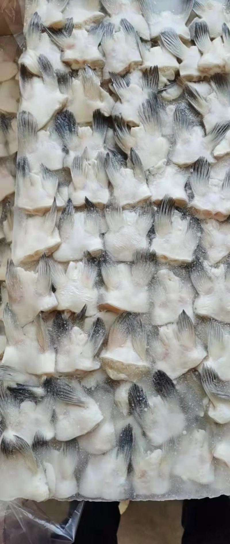 板冻鮰鱼翅质量好价格不贵，欢迎订购