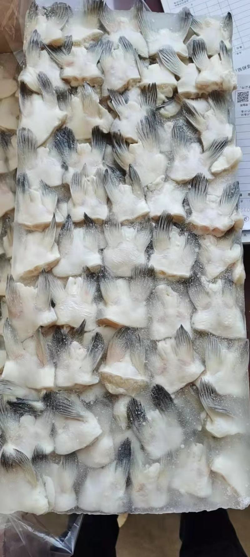 板冻鮰鱼翅质量好价格不贵，欢迎订购