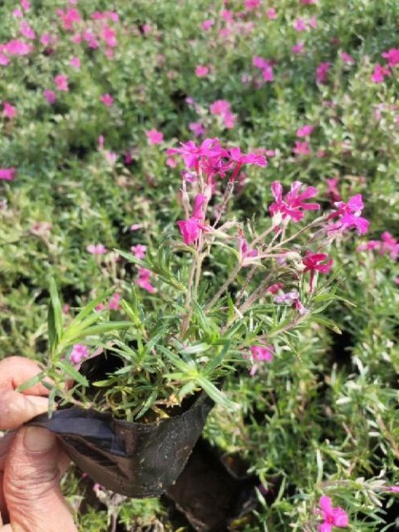 芝樱供应商花海用芝樱绿化专用芝樱芝樱出售芝樱卖家