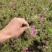 芝樱供应商花海用芝樱绿化专用芝樱芝樱出售芝樱卖家