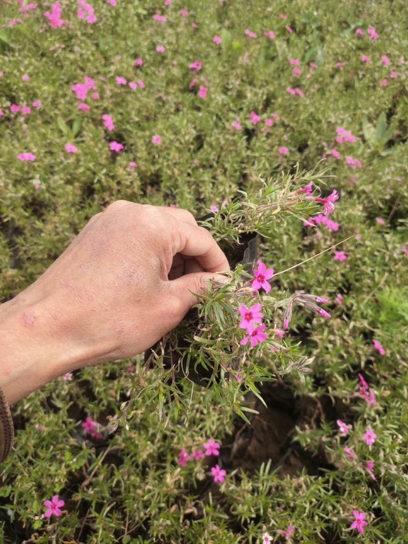 芝樱供应商花海用芝樱绿化专用芝樱芝樱出售芝樱卖家