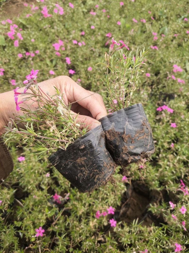 芝樱供应商花海用芝樱绿化专用芝樱芝樱出售芝樱卖家