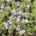 芝樱供应商花海用芝樱绿化专用芝樱芝樱出售芝樱卖家