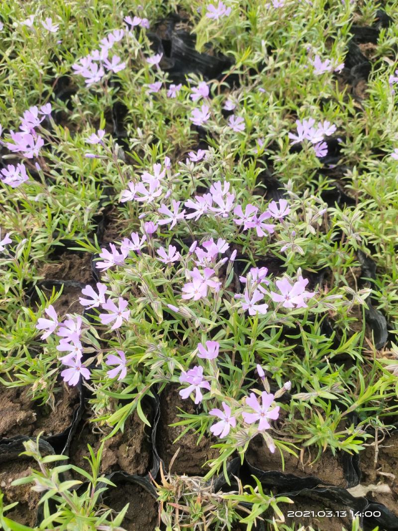 芝樱供应商花海用芝樱绿化专用芝樱芝樱出售芝樱卖家
