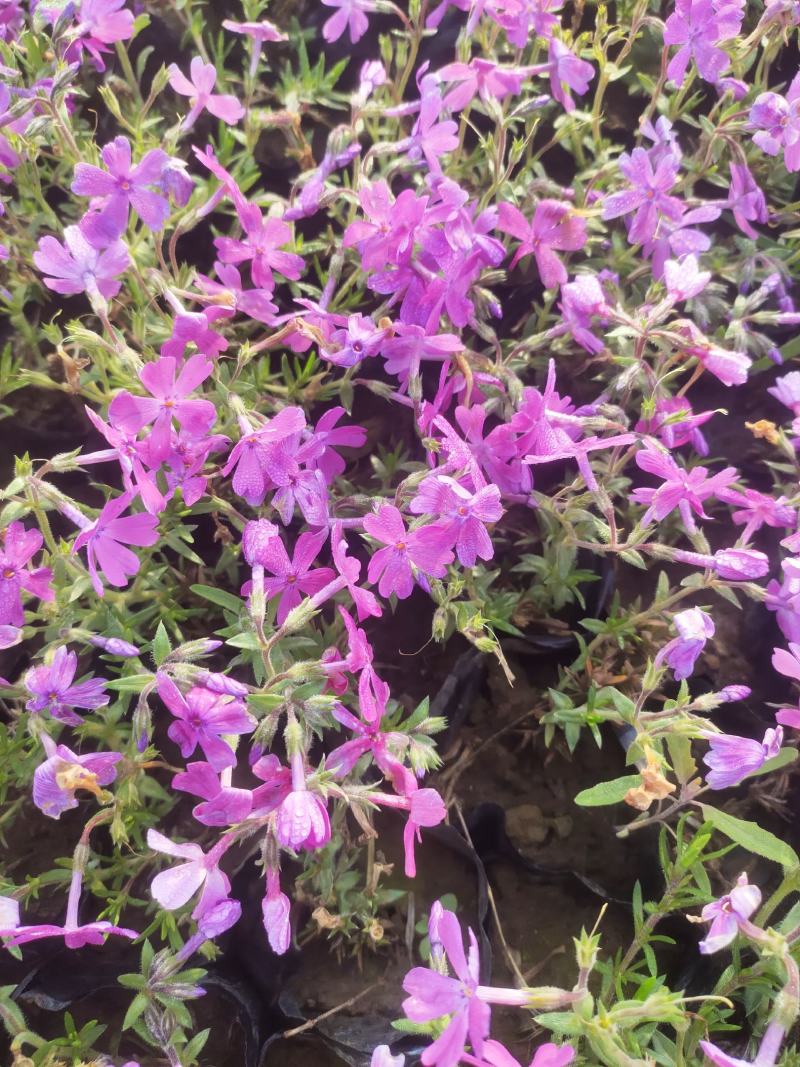 芝樱供应商花海用芝樱绿化专用芝樱芝樱出售芝樱卖家