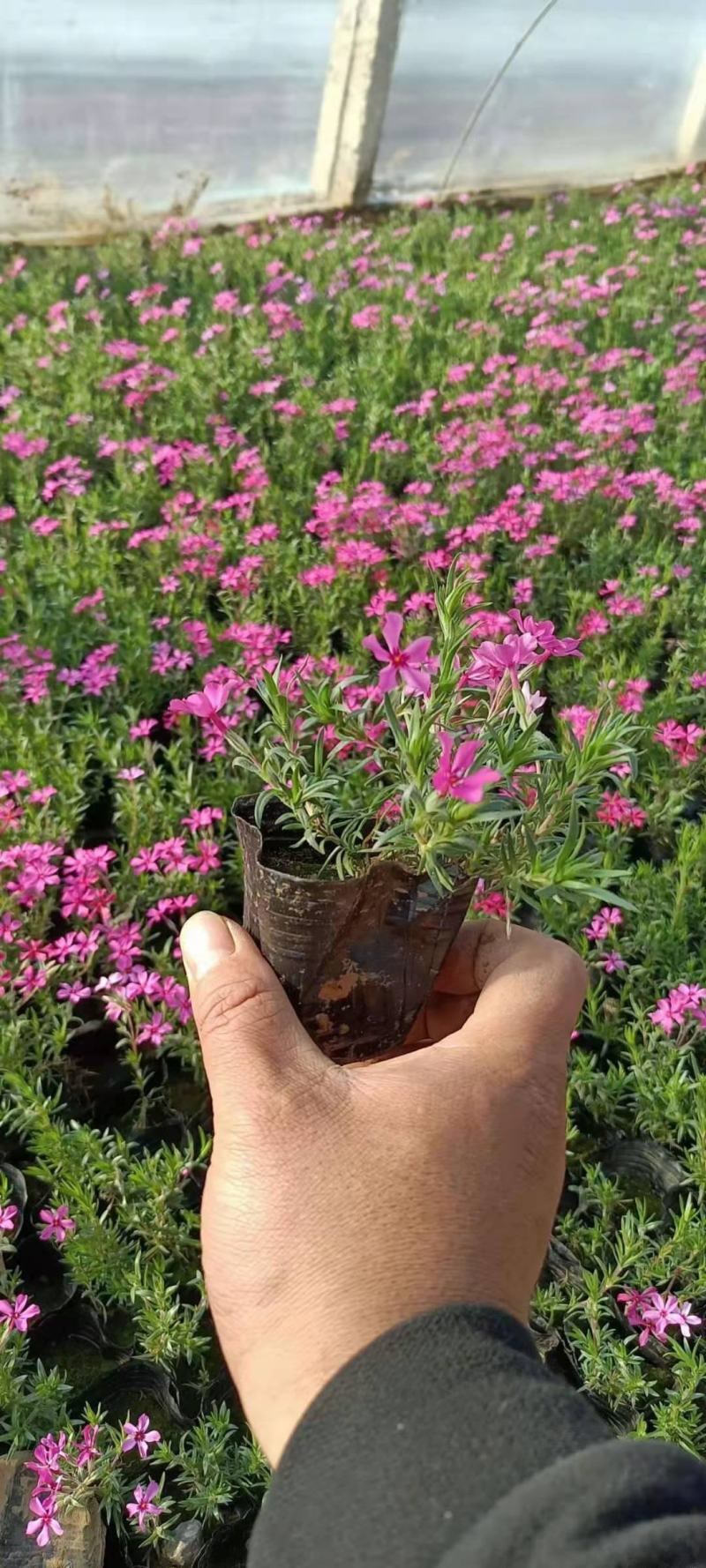 芝樱供应商花海用芝樱绿化专用芝樱芝樱出售芝樱卖家