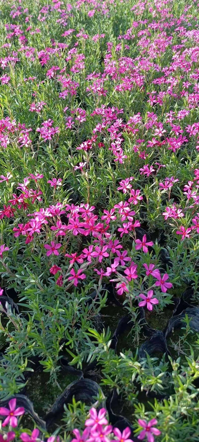 芝樱供应商花海用芝樱绿化专用芝樱芝樱出售芝樱卖家