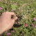 芝樱供应商花海用芝樱绿化专用芝樱芝樱出售芝樱卖家