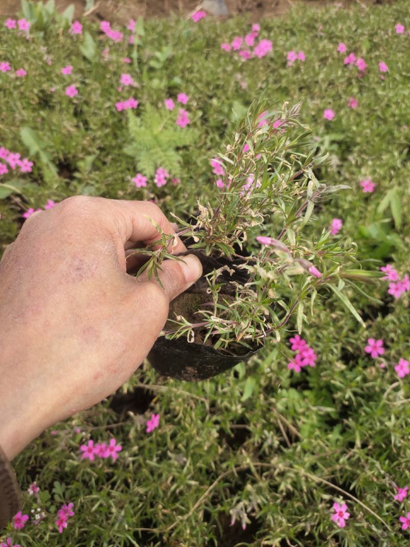 芝樱供应商花海用芝樱绿化专用芝樱芝樱出售芝樱卖家