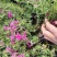 芝樱供应商花海用芝樱绿化专用芝樱芝樱出售芝樱卖家