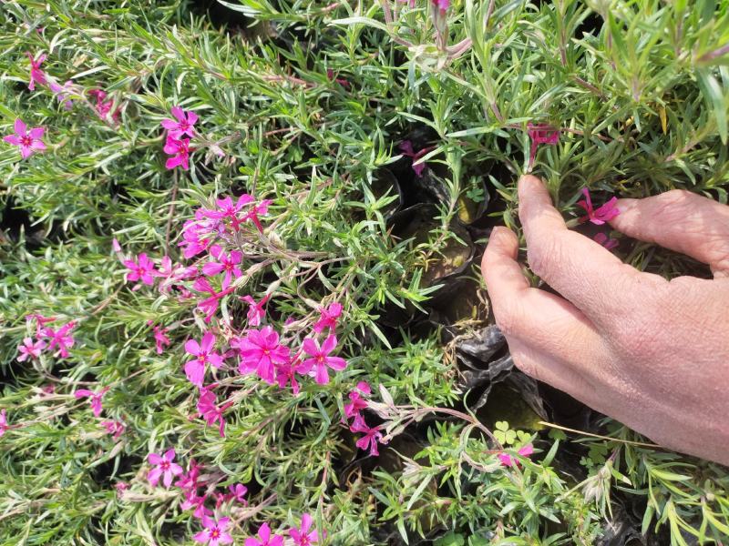 芝樱供应商花海用芝樱绿化专用芝樱芝樱出售芝樱卖家
