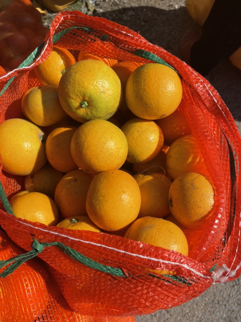 湖南麻阳冰糖橙大量现货，现摘现发，电商社区等