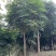 幌伞枫，富贵树，四川幌伞枫基地出售，成都幸福树批发价格