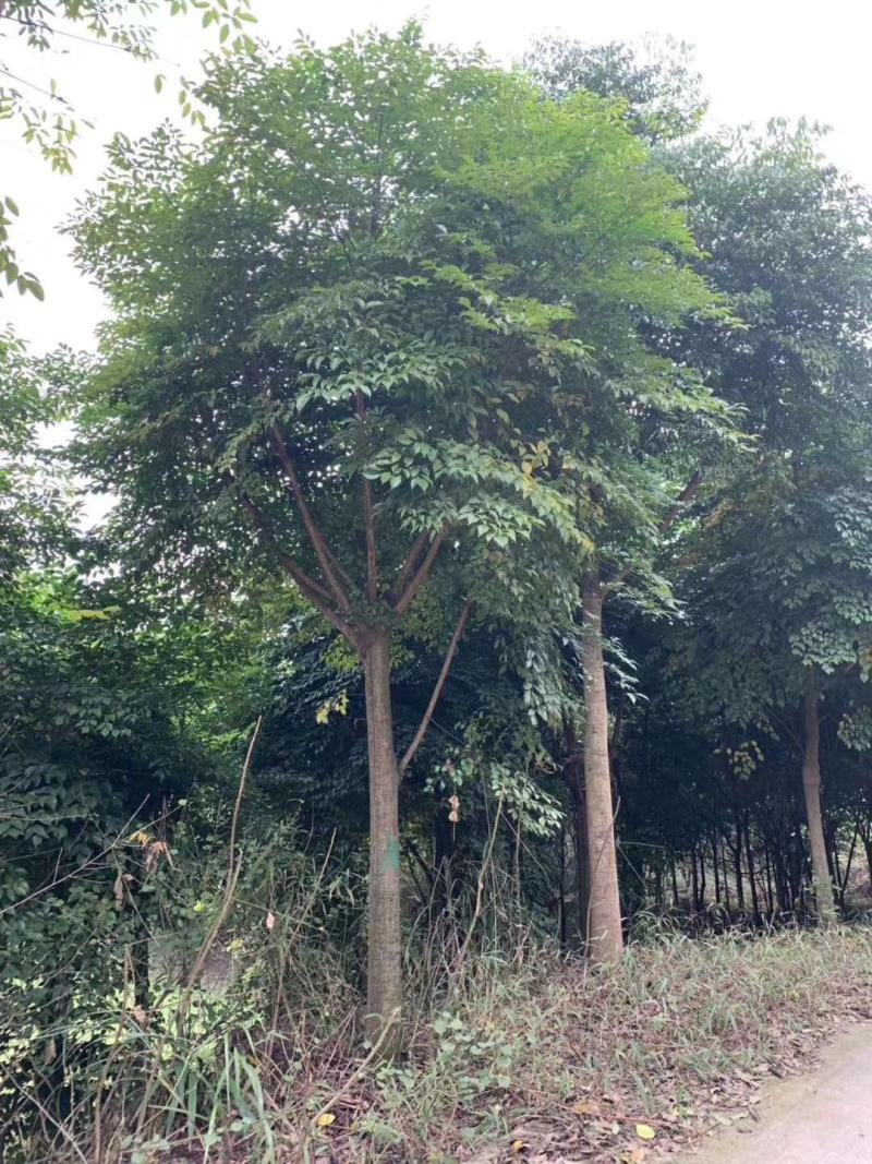 幌伞枫，富贵树，四川幌伞枫基地出售，成都幸福树批发价格