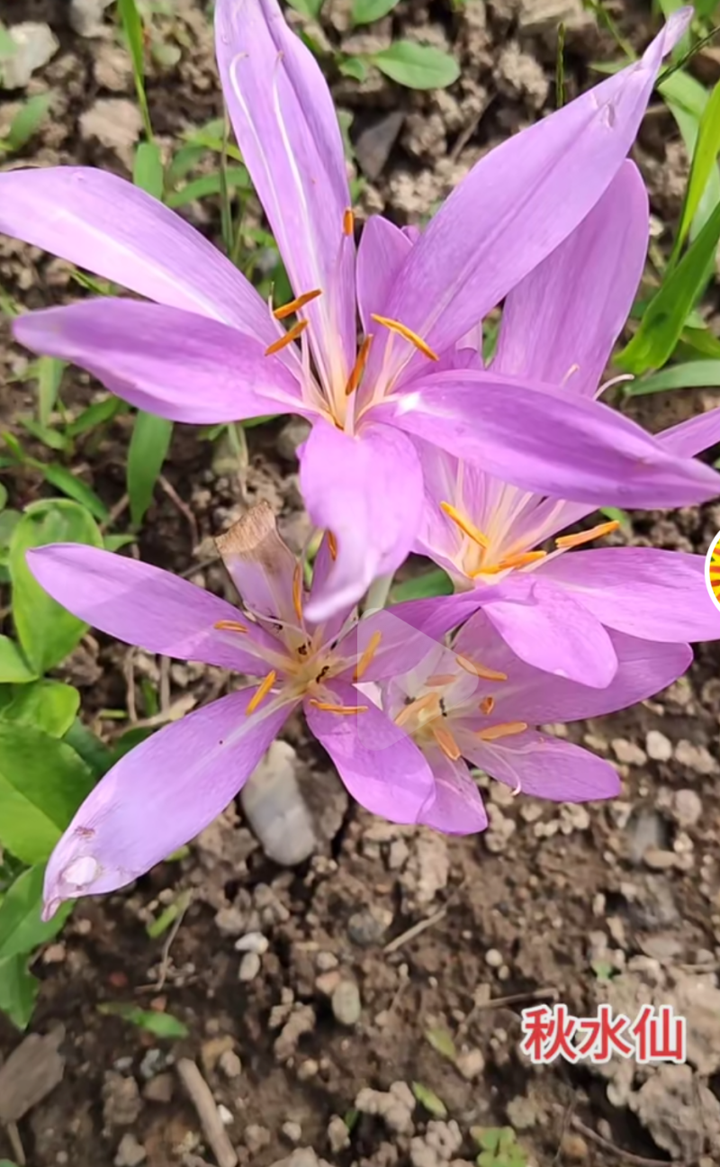 水仙花果球