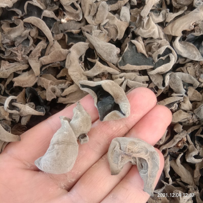 椴木秋耳，筛选整齐小号，中号木耳