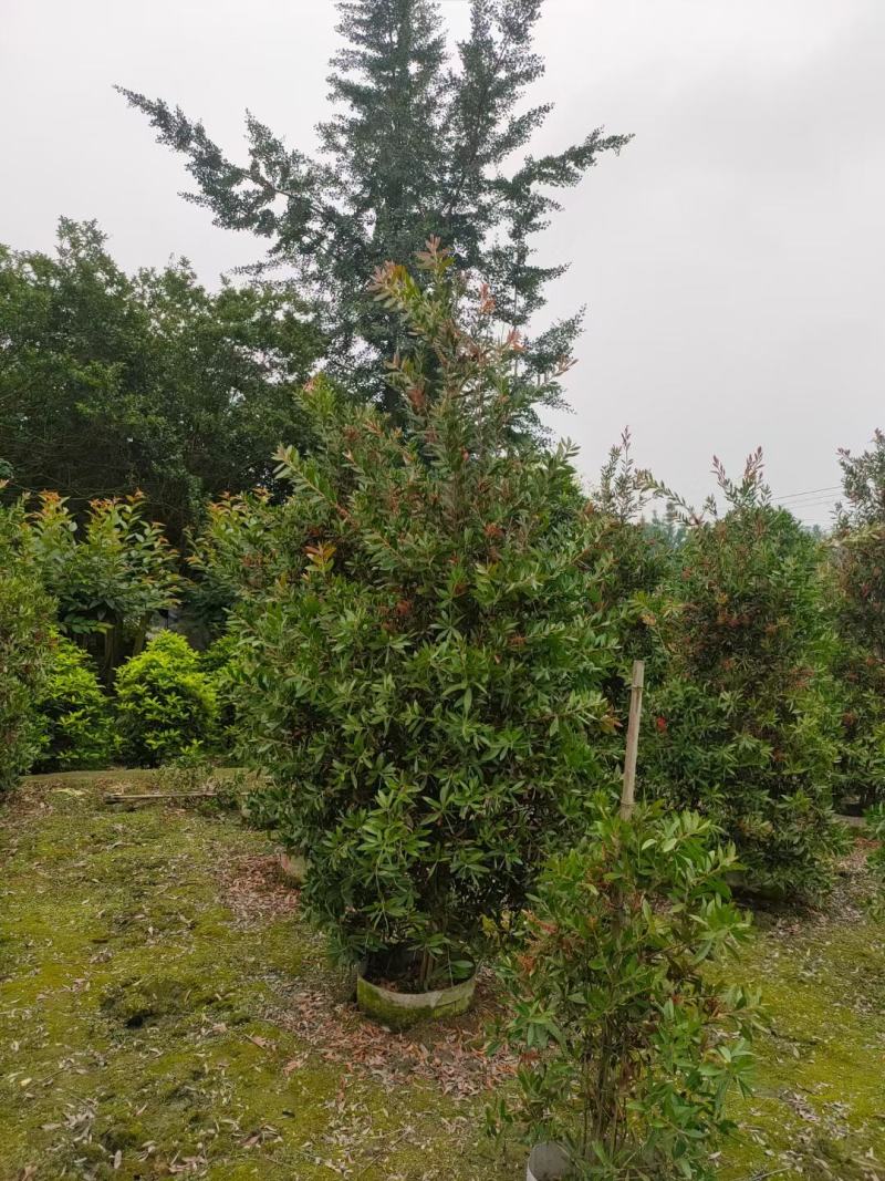 红千层，金宝树，四川红千层基地出售，成都红千层批发价格
