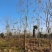 栾树、栾树3一15公分有现货供应、苗圃基地直供！