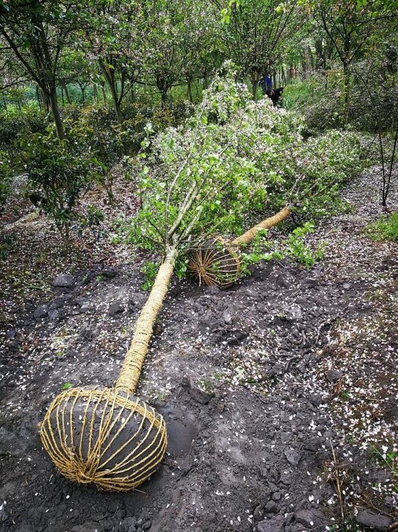 西府海棠，四川西府海棠基地出售，成都西湖海棠批发价格