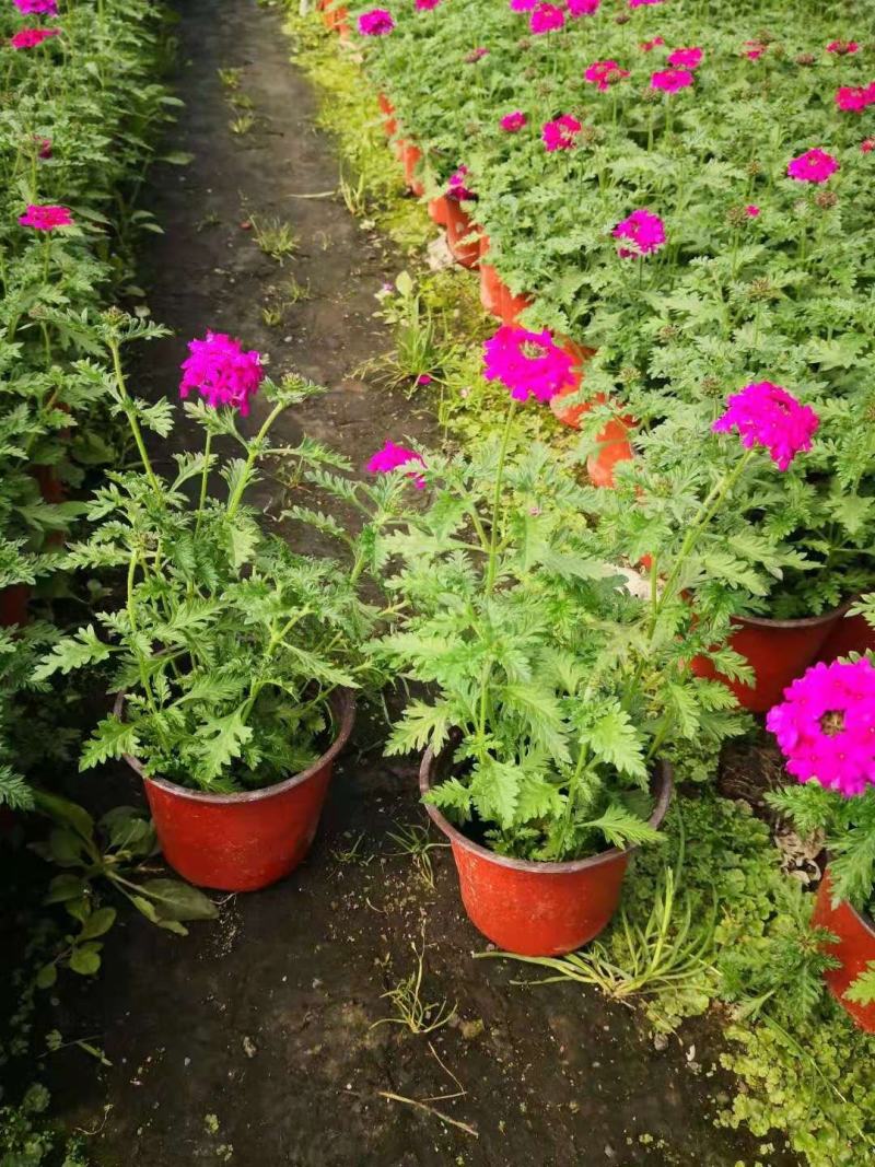美女樱，铺地马鞭草，四川美女樱基地出售成都美女樱批发价格