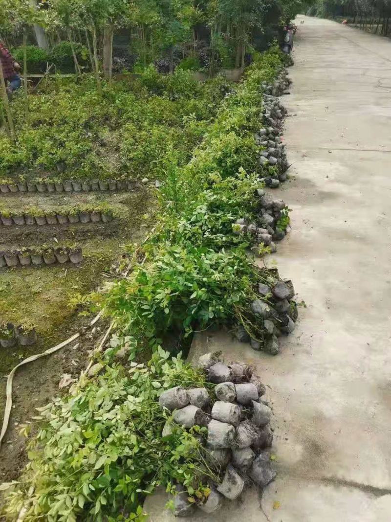 蔷薇，多花蔷薇，四川蔷薇基地出售，成都蔷薇批发价格