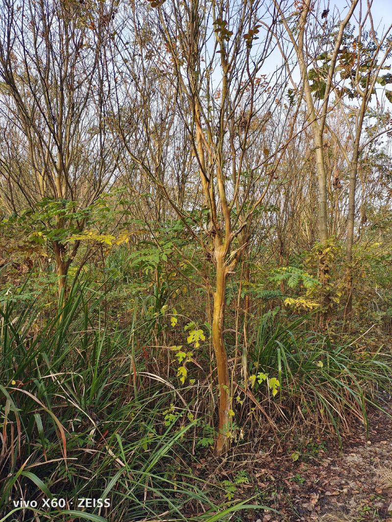 紫薇、红花紫薇，基地种植，自产自销