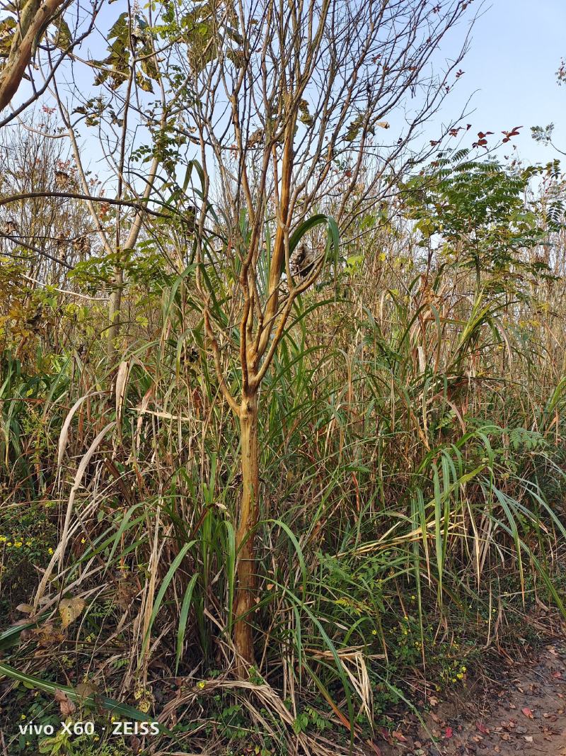 紫薇、红花紫薇，基地种植，自产自销