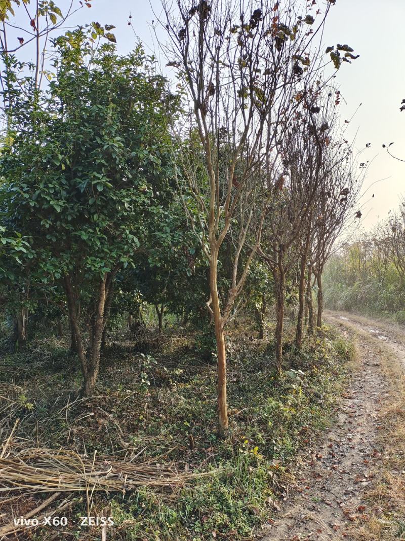 紫薇、红花紫薇，基地种植，自产自销