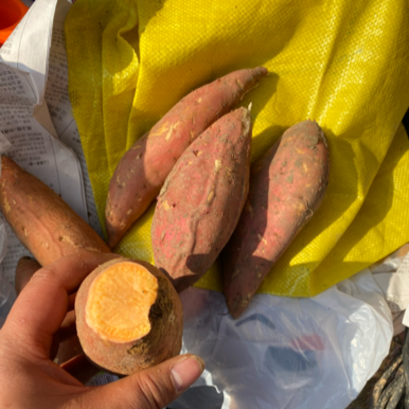 精品烤蜜薯烟25产地直销