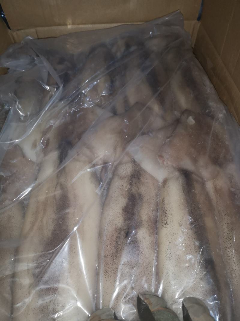 鱿鱼原料