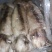 鱿鱼原料
