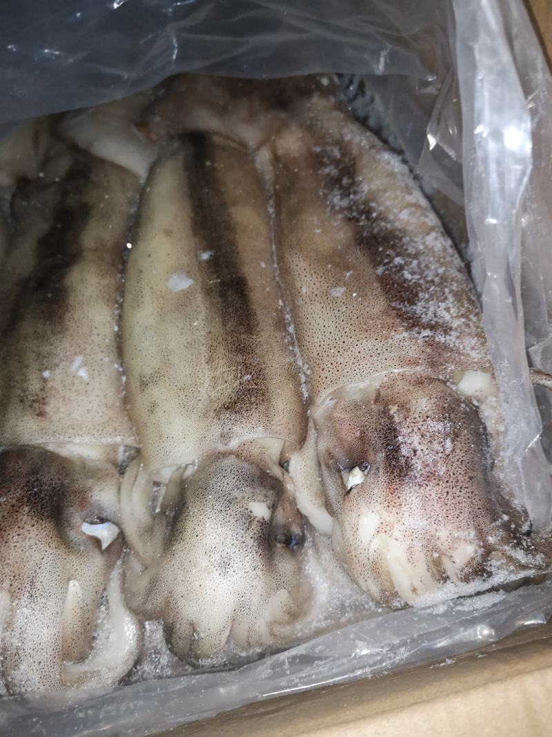 鱿鱼原料