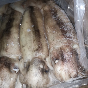 鱿鱼原料